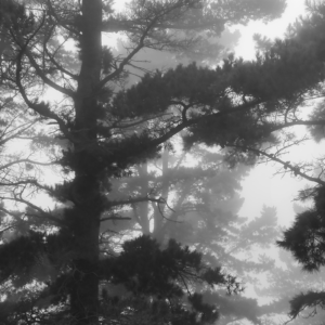 NEBLINA