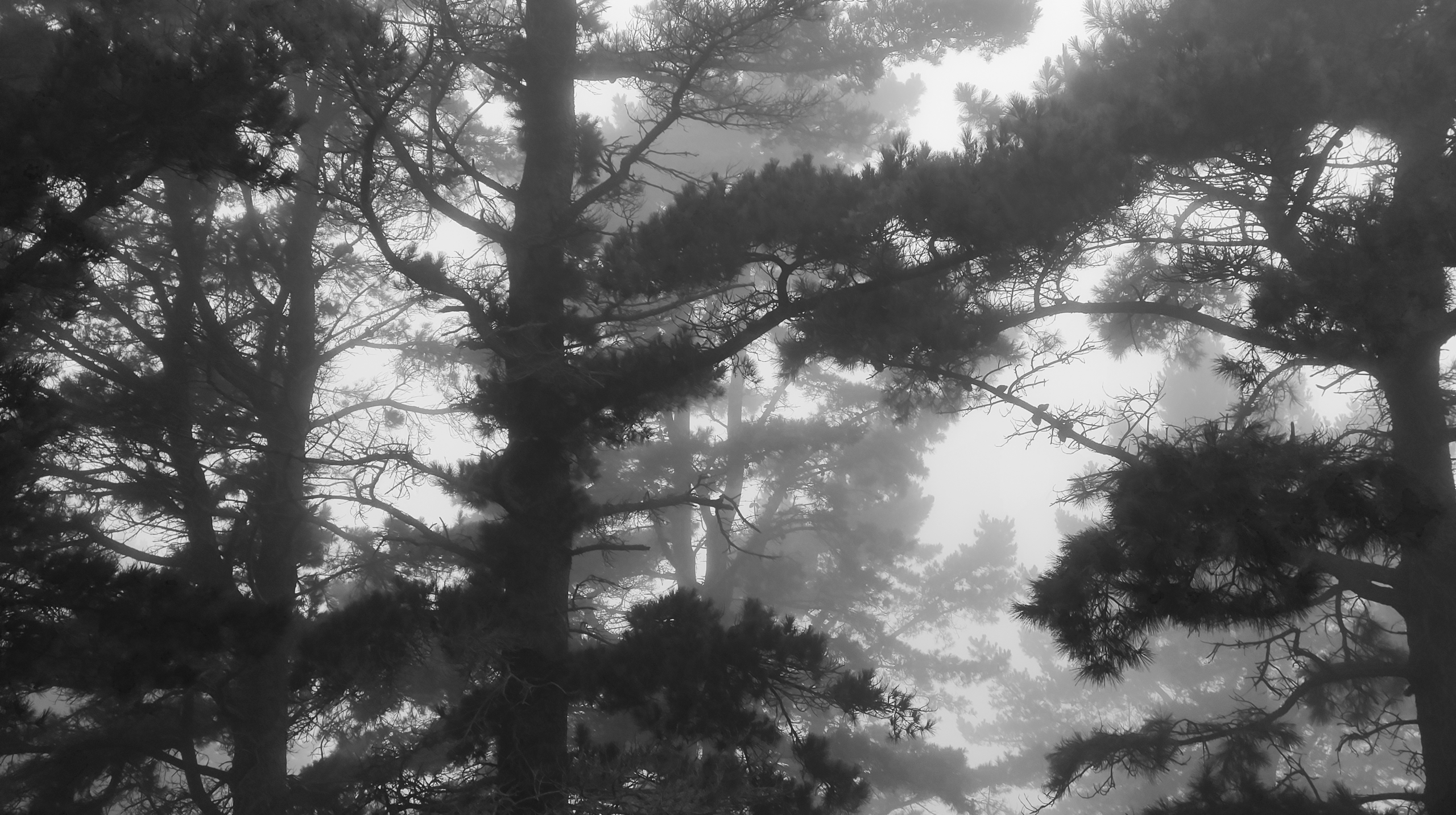 NEBLINA