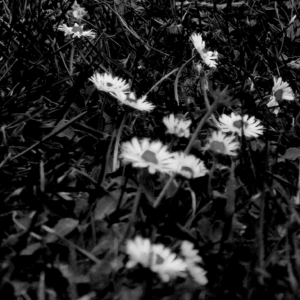 FLORECILLAS