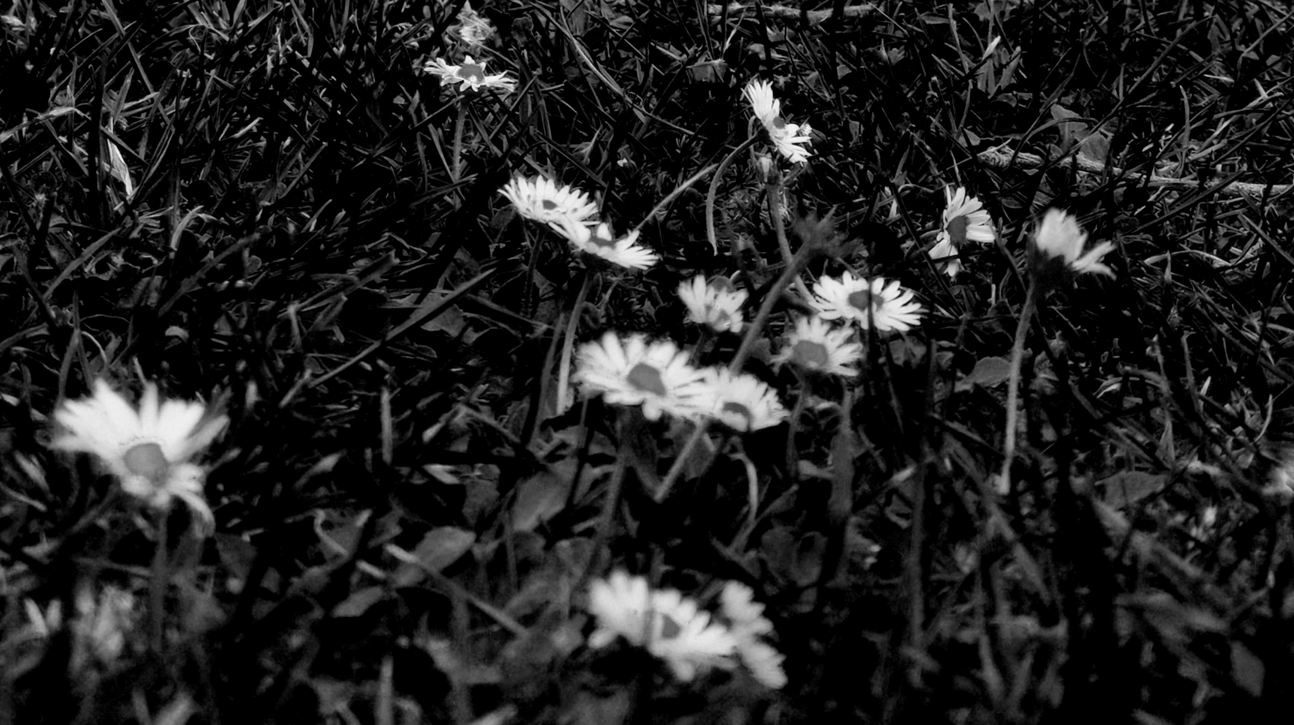 FLORECILLAS